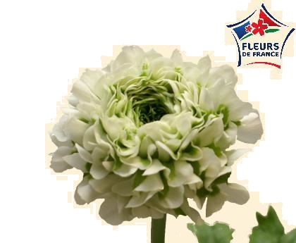 RENONCULE POMPON IGLOO Fleurs de France X 30